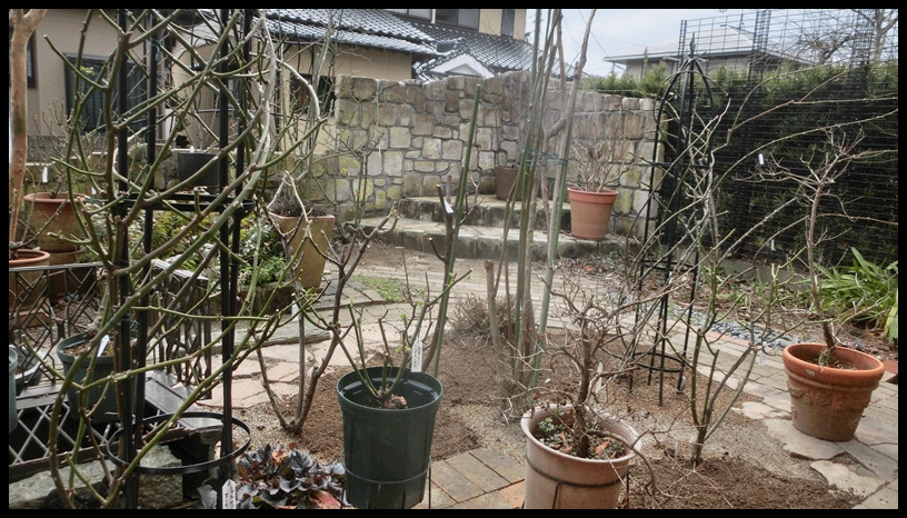 冬の庭