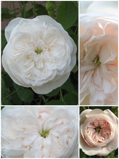 マダム アルディ がめらのかめら Parchment Studio T